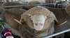 Coonabarabran Agricultural Show