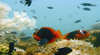 Mackerel Islands