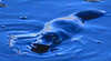Platypus and Penguin Tours - Tasmania