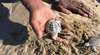 Cape York Turtle Rescue