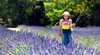Brayfield Park Lavender Farm