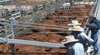 Dalrymple Sales Yards - Cattle Sales