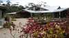 Kuranga Native Nursery and Paperbark Cafe