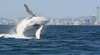 Spirit of Gold Coast Whale Watching