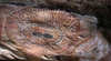 Wundargoodie Aboriginal Safaris