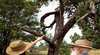 Outback Native Timber Walk
