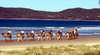Camel Safaris with Camel Company Australia, Noosa