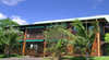 Atherton Blue Gum