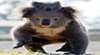 Koalas in Gunnedah