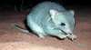 Arid Recovery Reserve Tour