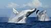 Australian Whale Watching