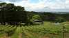 Arranmore Wines