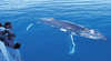 Blue Horizon Whale Watching