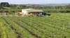 Dindima Wines