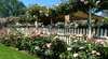 Griffith Festival of Gardens