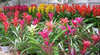 Bute Bromeliads