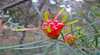 Glenbrook Native Plant Reserve and Nursery
