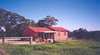 Pines Pastoral
