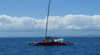 Whale Sail