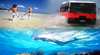 Australian Sunset Safaris