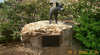 Dingo Statue