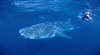 Whale Shark Season