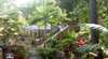 Bottlebrush Holiday Townhouses