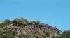 Mount Scoria Conservation Park