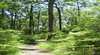 Mapleton Falls National Park