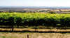 Braydun Hill Vineyard