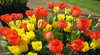 Nannup Flower and Garden Festival