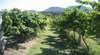 Eumundi Winery
