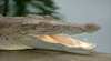 River Rat Eco Cruises