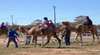 Tara Festival of Culture and Camel Races