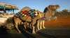 Charlotte Plains Camel Wagon Safaris
