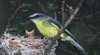 Go Birding Tours