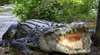 Johnstone River Crocodile Farm