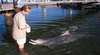 Dolphin Safaris