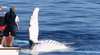 Whales In Paradise