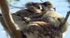 Byron Bay Wildlife Tours