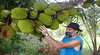 Cape Trib Exotic Fruit Farm