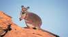 Wallaby Gap