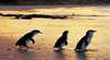 Penguin Island Tours