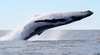 Steves Whale One - Australia Zoo Whale Encounters
