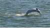 Ferryman Cruises Bribie Island Pumicestone Passage Marine Park Tours