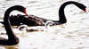 Perth Bird Tours