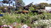 Zanthorrea Nursery