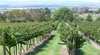 Mount Panorama Winery