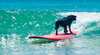 BlackDog Surfing