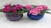 Macquarie Valley Violets